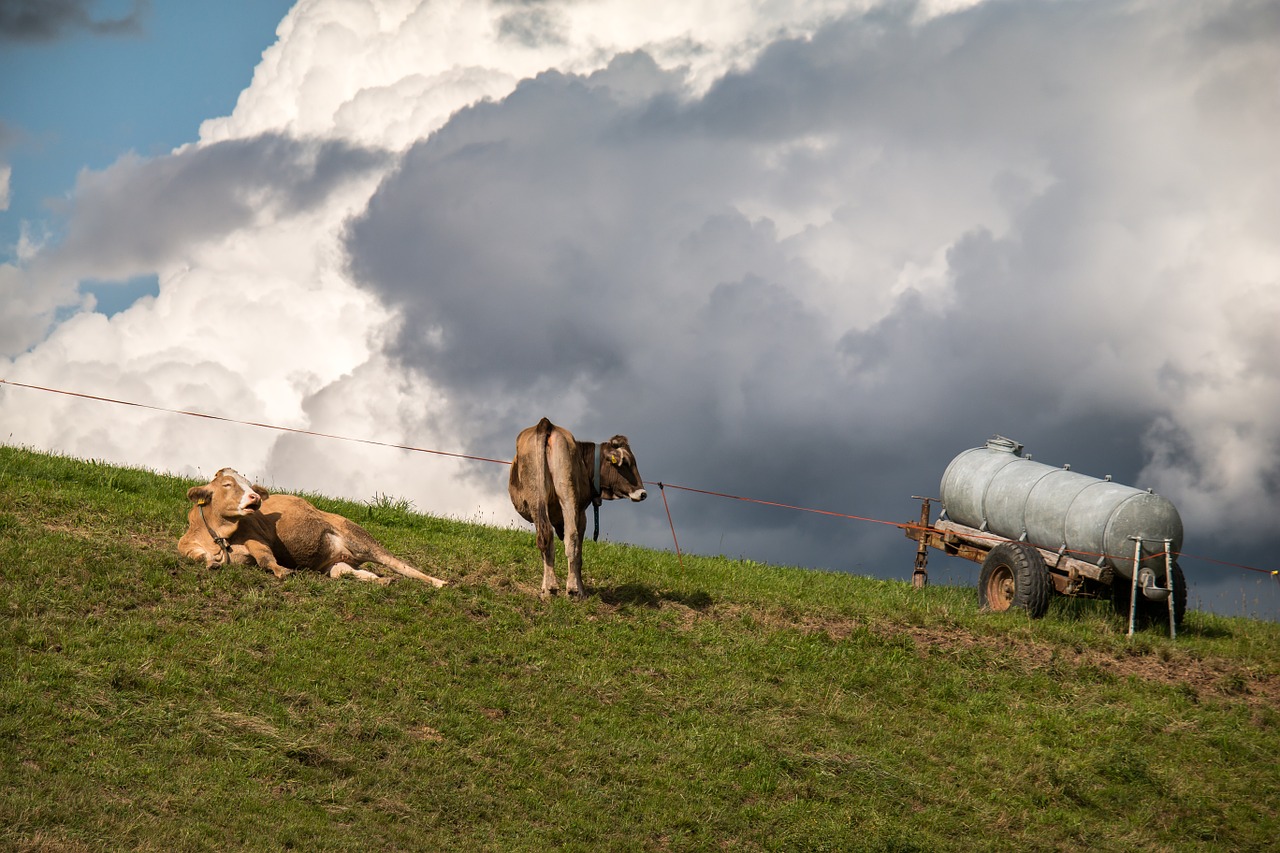 Karvės, Debesys, Ganykla, Dangus, Kubo Debesys, Cumulus, Ganyti, Poilsis, Alm, Žalias