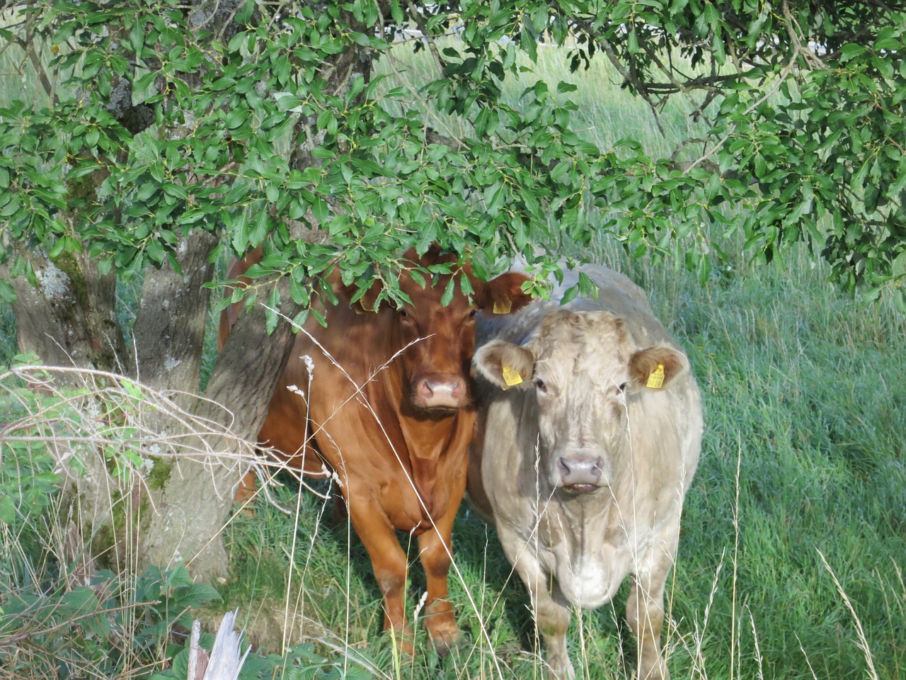 Karvės, Gamta, Ganykla, Karvė, Galvijai, Jautiena, Žemdirbystė, Vasara, Gyvuliai, Žolė