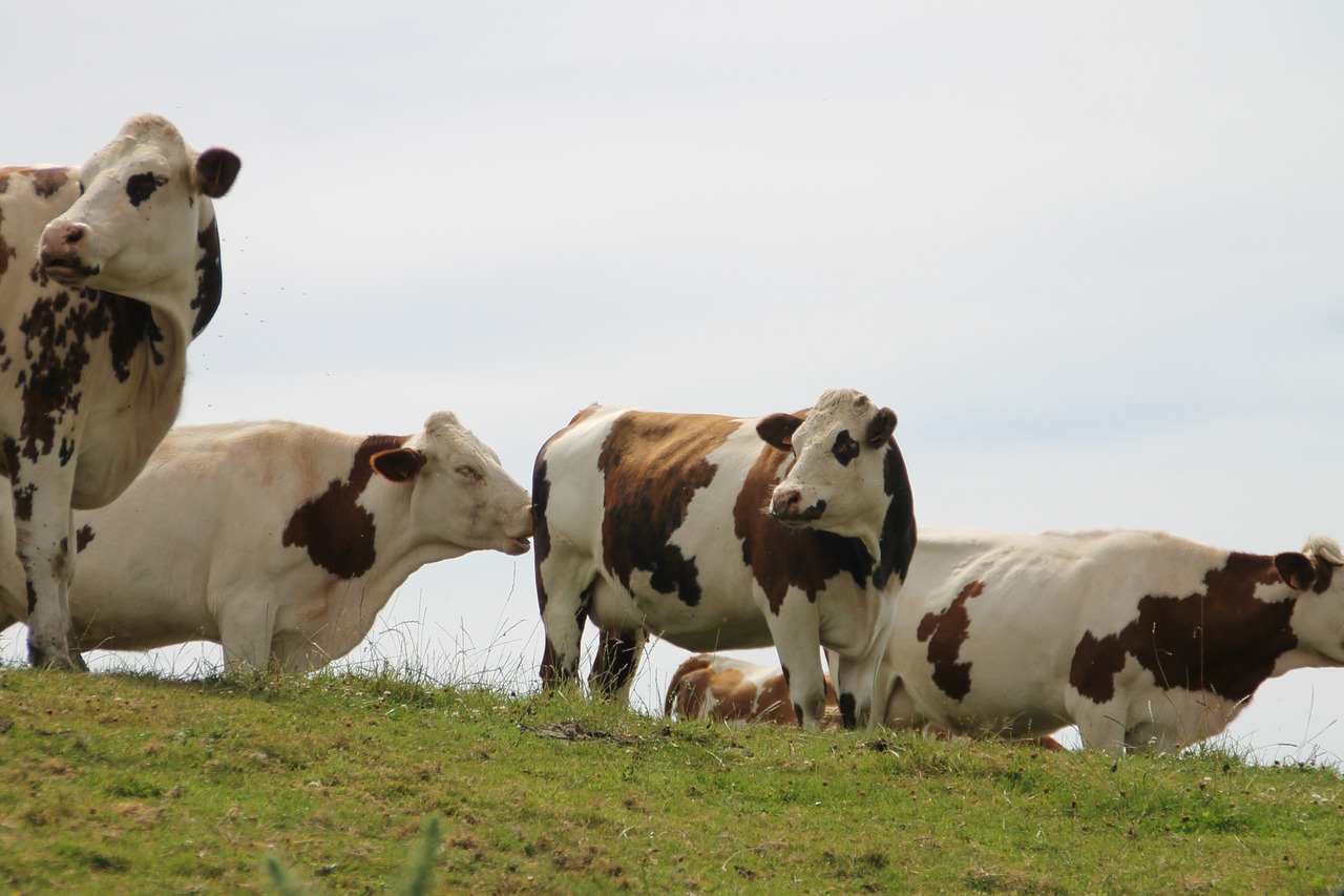 Karvės, Normandija, France, Nemokamos Nuotraukos,  Nemokama Licenzija