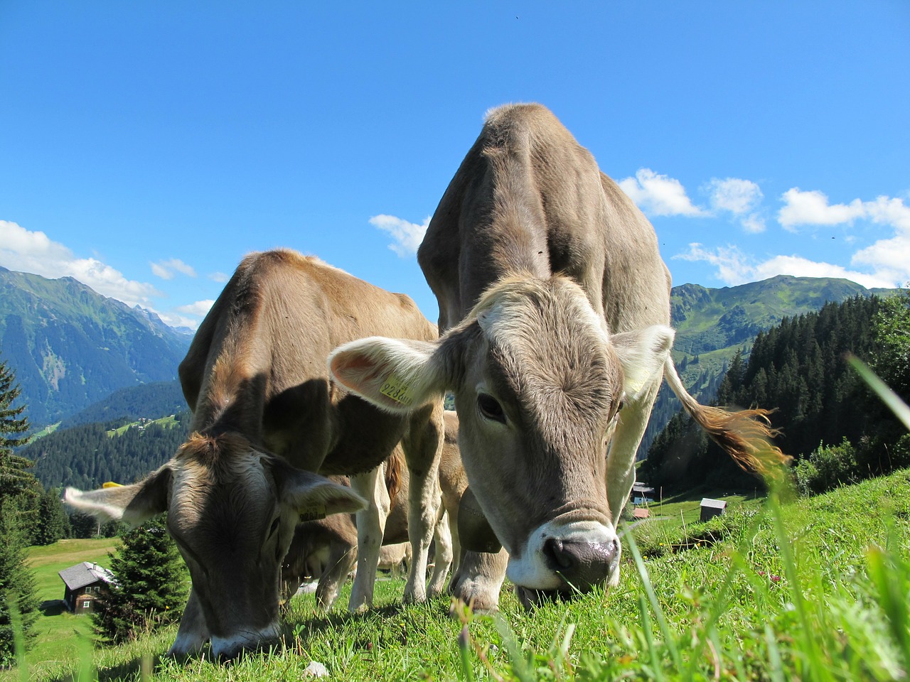 Karvė Karvė, Austria, Ganykla, Dangus, Mėlynas, Kraštovaizdis, Kalnų Pievos, Kalnai, Ganyti, Alpių