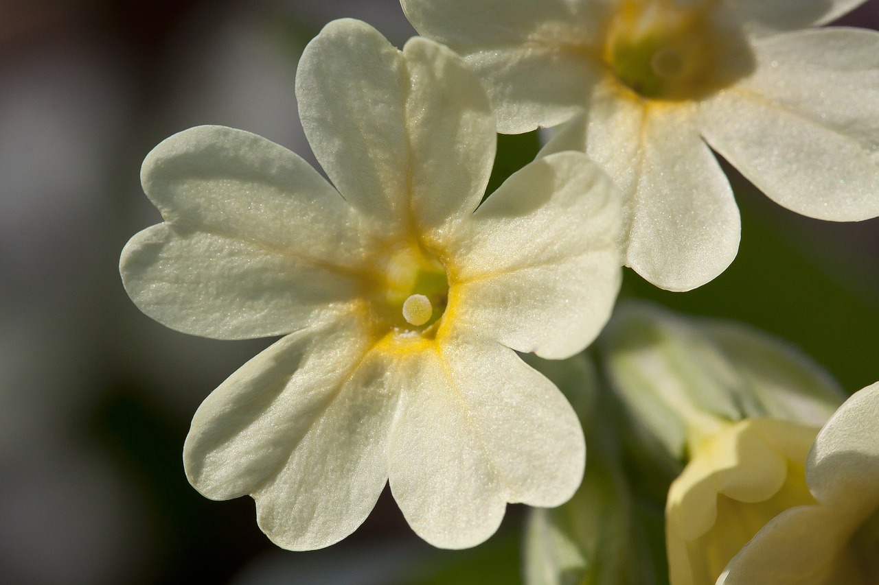 Kiaulytė, Pavasario Pranašys, Žiedas, Žydėti, Aukšta Pirmozė, Primula Elatior, Miško Pirmenybė, Žydintis Augalas, Primozė, Geltona