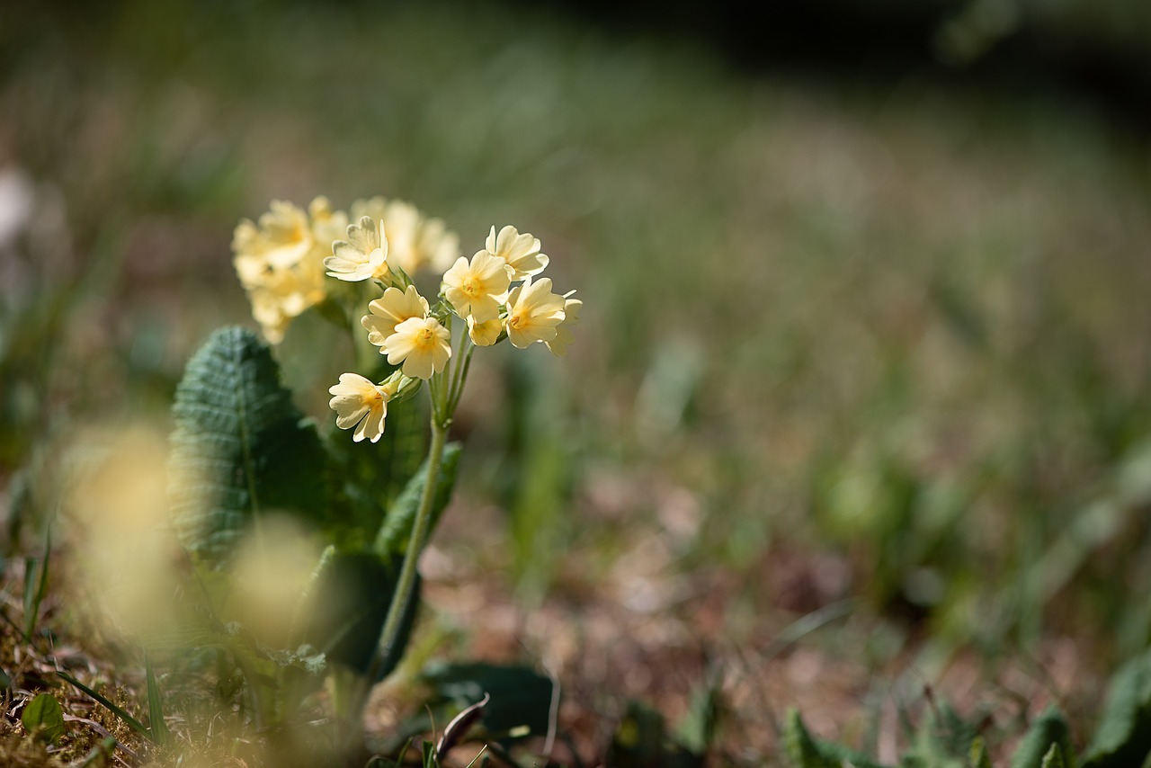 Raktažolė,  Geltona,  Pavasaris,  Augalų,  Smailu Gėlių,  Meadow,  Pobūdį,  Floros,  Iš Arti,  Spyruoklė Raktažolės