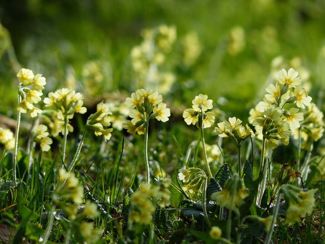 Kiaulytė, Gėlės, Ryškiai Geltona, Geltona, Aukšta Pirmozė, Primula Elatior, Primrosės, Primula, Miško Pirmenybė, Nemokamos Nuotraukos