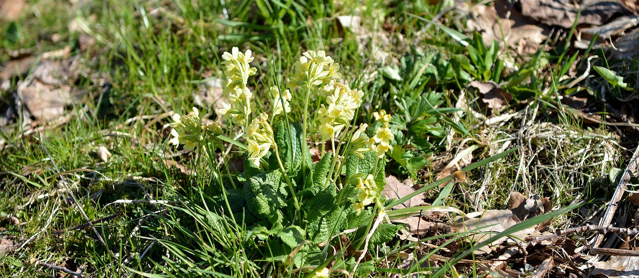 Kiaulytė, Gėlė, Ankstyvas Bloomer, Pavasario Gėlė, Pavasaris, Žolė, Pieva, Gamta, Nemokamos Nuotraukos,  Nemokama Licenzija