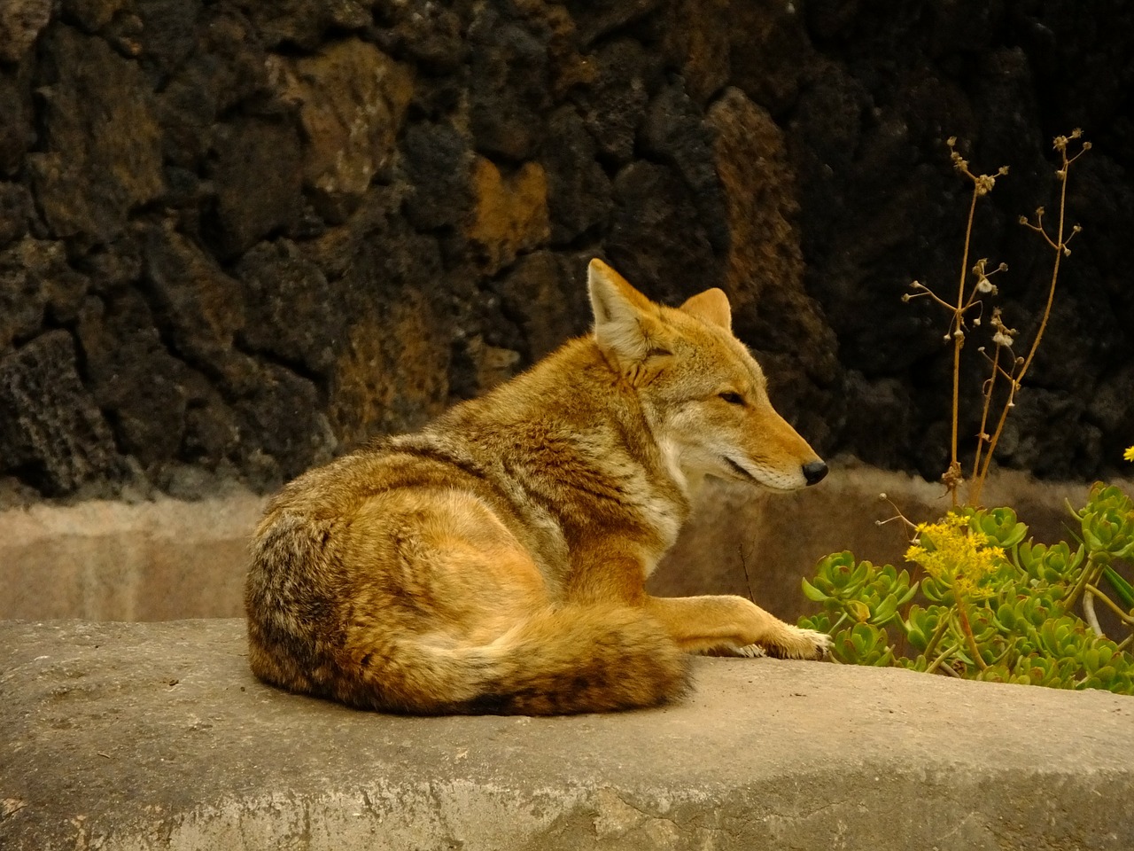 Kojotas, Gyvūnas, Žinduoliai, Fauna, Nemokamos Nuotraukos,  Nemokama Licenzija