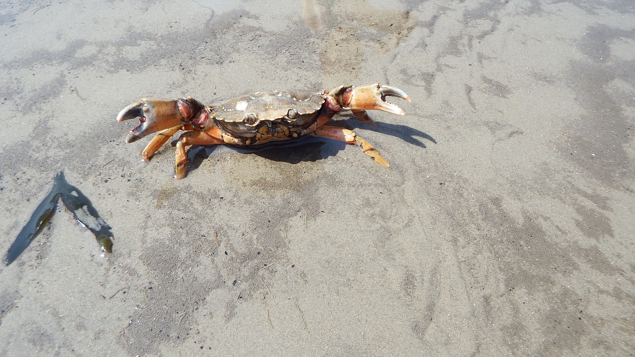 Krabas, Smėlis, Wadden Jūra, Šventė, Jūra, Papludimys, Vėžys, Kranto, Nemokamos Nuotraukos,  Nemokama Licenzija