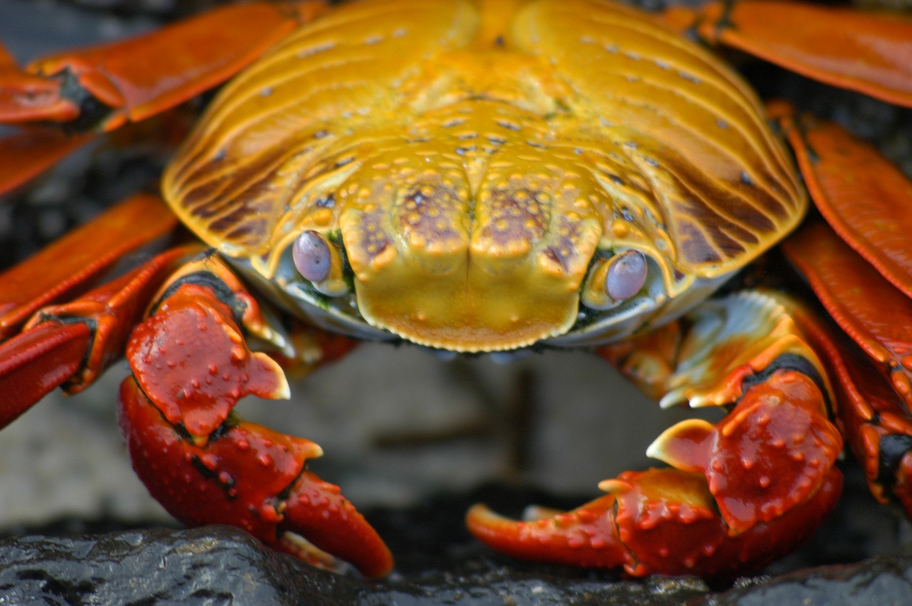 Krabas, Galapagai, Krabbe, Ecuador, Gyvūnas, Vėžiagyviai, Nemokamos Nuotraukos,  Nemokama Licenzija