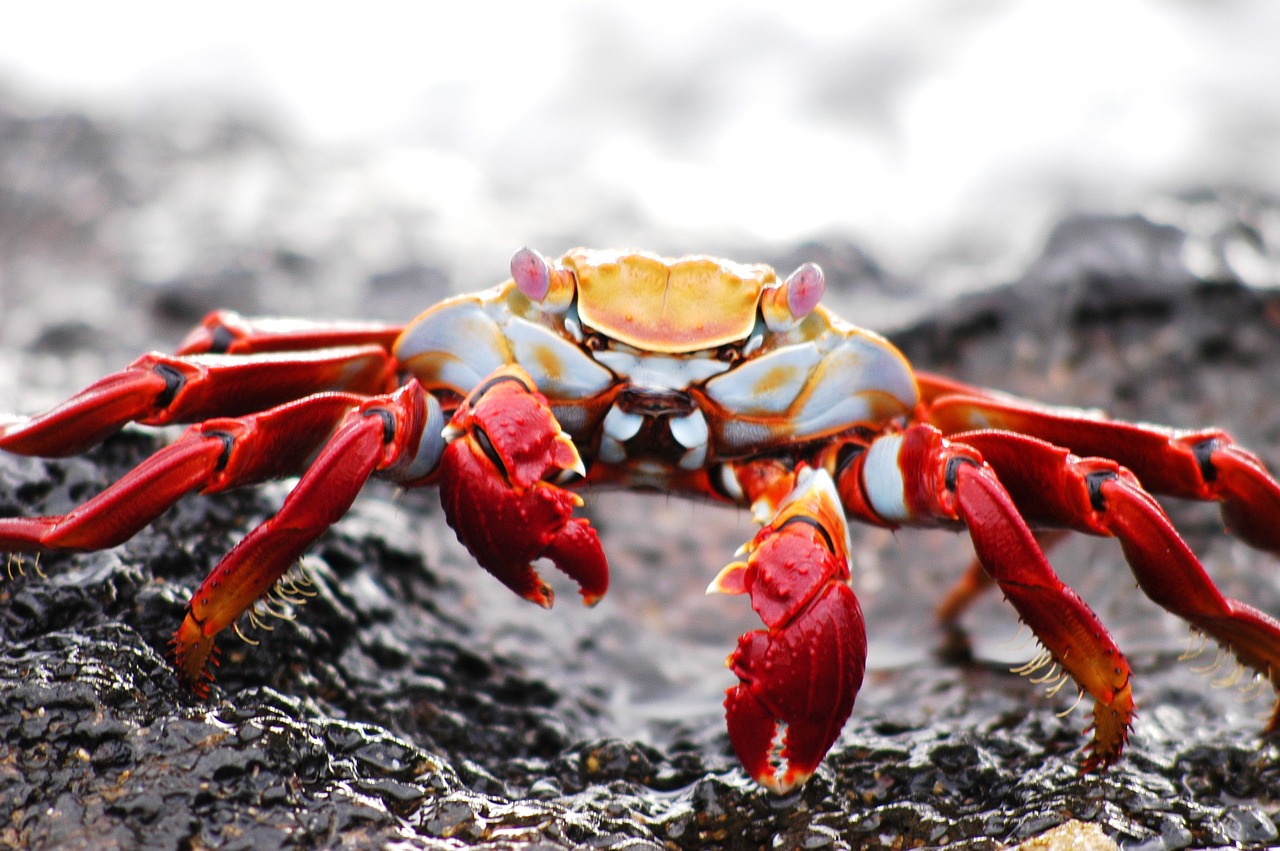 Krabas, Galapagai, Krabbe, Ecuador, Laukinė Gamta, Sala, Nemokamos Nuotraukos,  Nemokama Licenzija