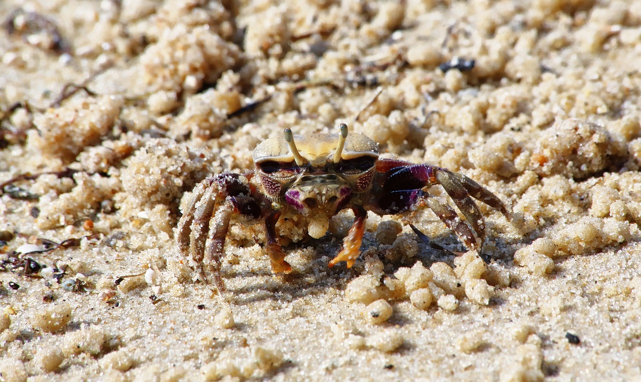 Krabas, Smėlis, Jūra, Papludimys, Vėžiagyviai, Gyvūnas, Šventė, Vandenynas, Nemokamos Nuotraukos,  Nemokama Licenzija