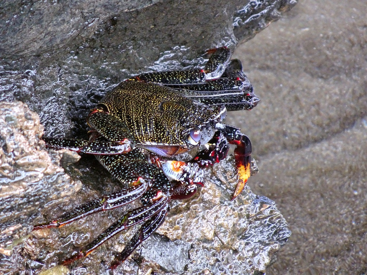 Krabas,  Jūra,  Rokas,  Vasara,  Vandenynas,  Krantas,  Pobūdį,  Akmenys, Nemokamos Nuotraukos,  Nemokama Licenzija