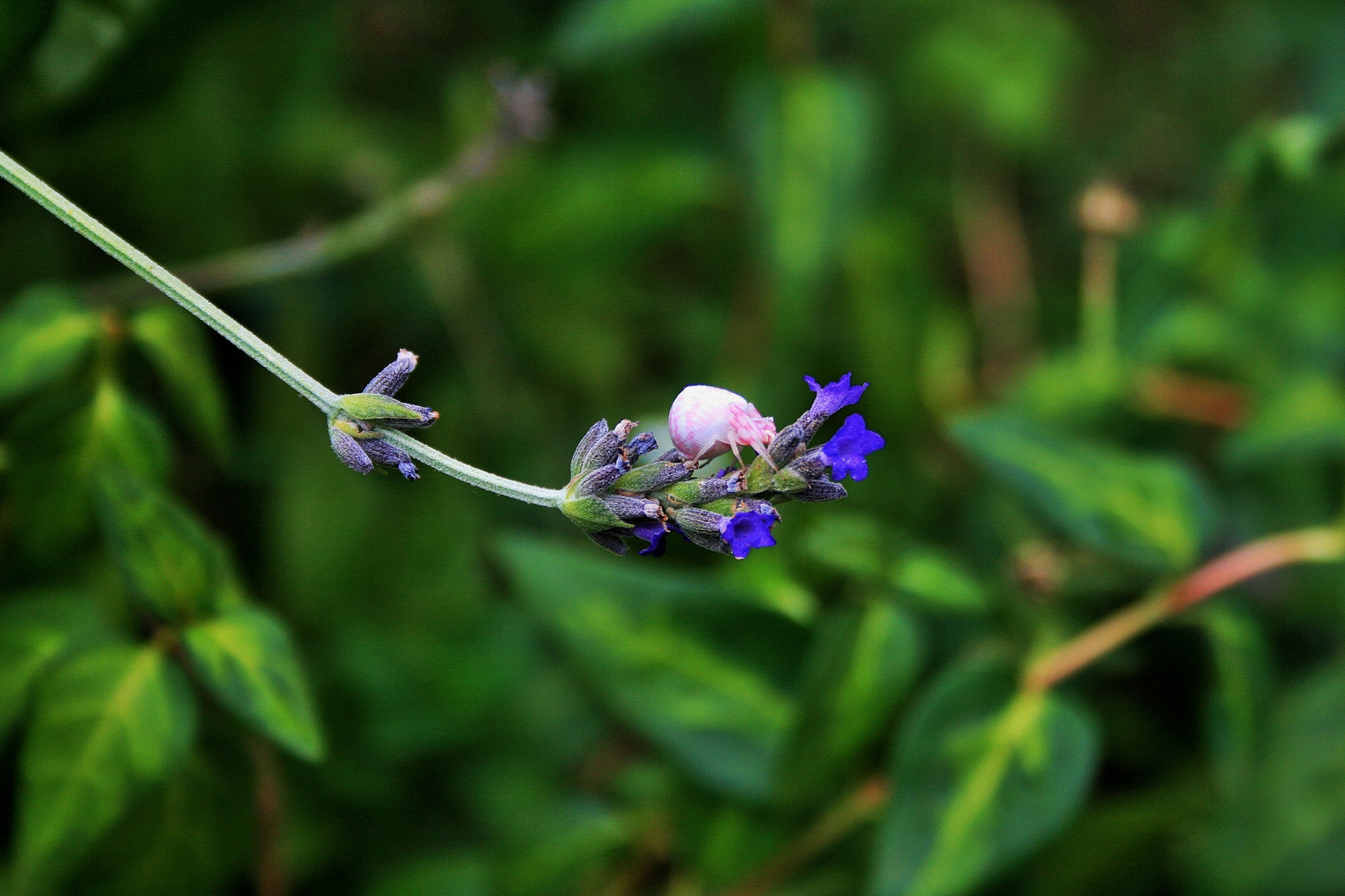 Voras,  Krabas,  Rožinis,  Balta,  Arachnid,  Gėlė,  Violetinė,  Gamta,  Krabų Voras Ant Gėlių, Nemokamos Nuotraukos