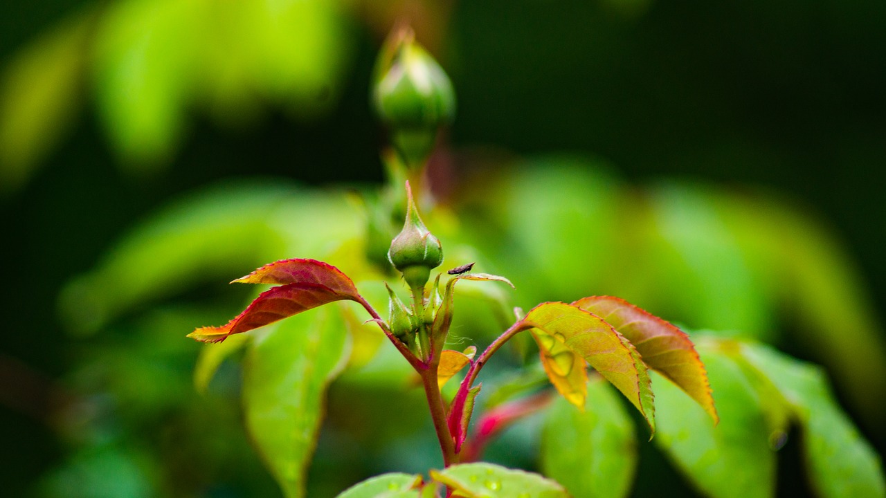 Crabapple,  Bud,  Pavasaris, Nemokamos Nuotraukos,  Nemokama Licenzija