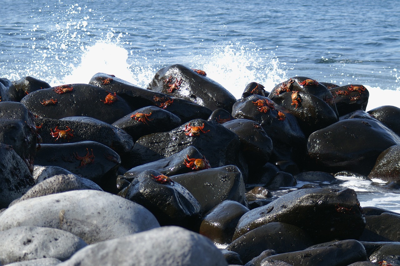 Krabai, Galapagai, Sala, Turizmas, Ecuador, Vanduo, Nemokamos Nuotraukos,  Nemokama Licenzija