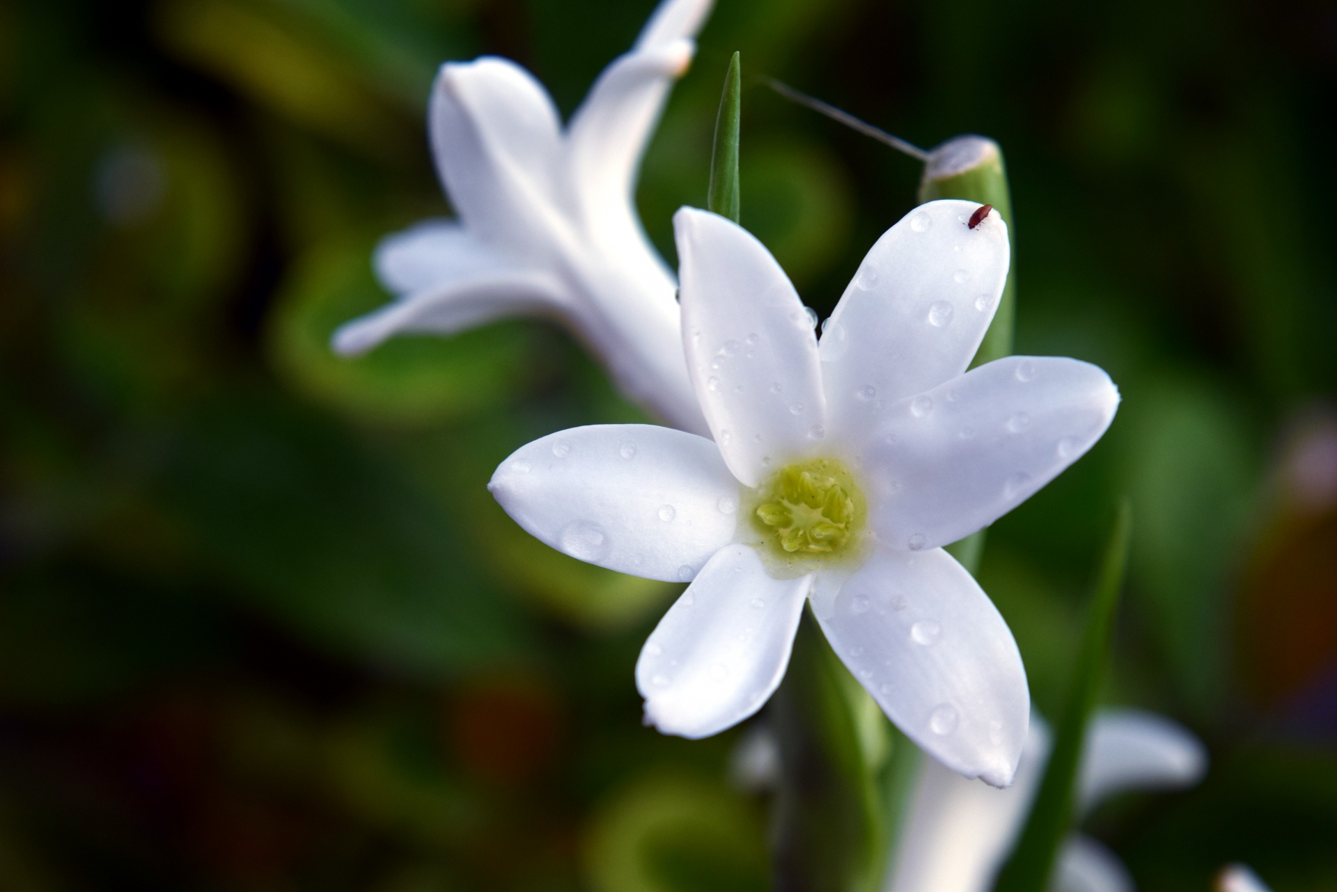 Gėlė,  Balta,  Žiedlapiai,  Gamta,  Amatų Gėlė 4, Nemokamos Nuotraukos,  Nemokama Licenzija