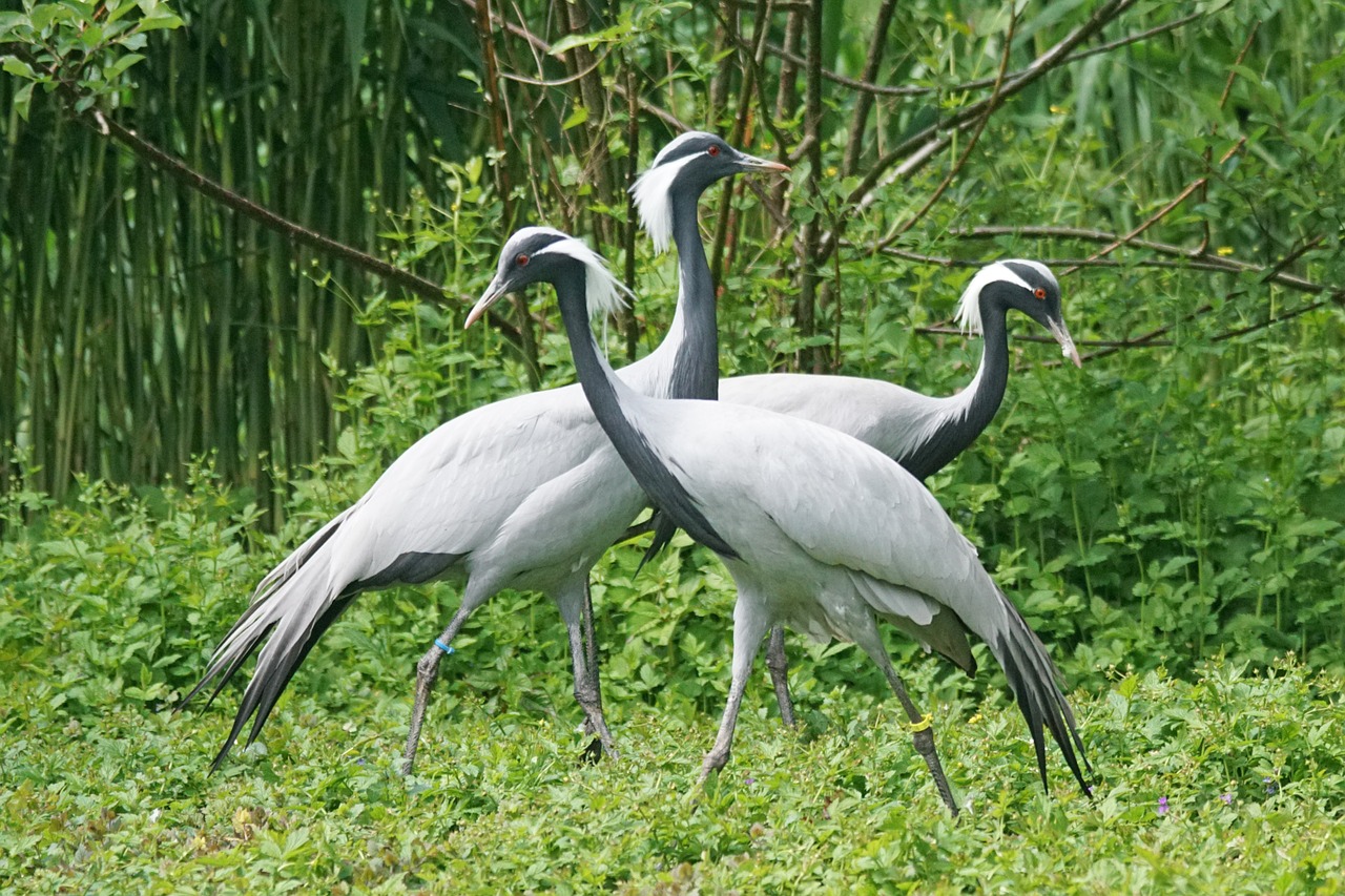 Kranas, Baltos Kaklo Kranas, Paukštis, Kinija, Mongolija, Krano Paukštis, Grus Vipio, Nemokamos Nuotraukos,  Nemokama Licenzija