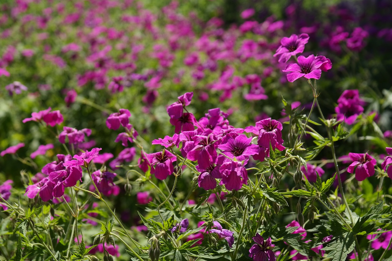 Cranebill, Žiedas, Žydėti, Rožinis, Gėlė, Augalas, Violetinė, Raudona, Geranium Platypetalum, Sodo Augalas