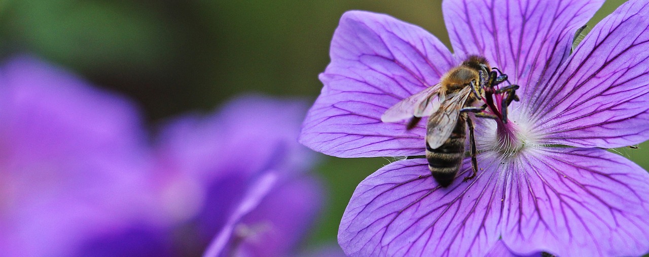 Cranebill, Gandras Žąsys Paukščių Gėlė, Geranium Cinereum, Bičių, Žiedas, Žydėti, Mėlynas, Violetinė, Purpurinė Gėlė, Mėlynas Žiedas