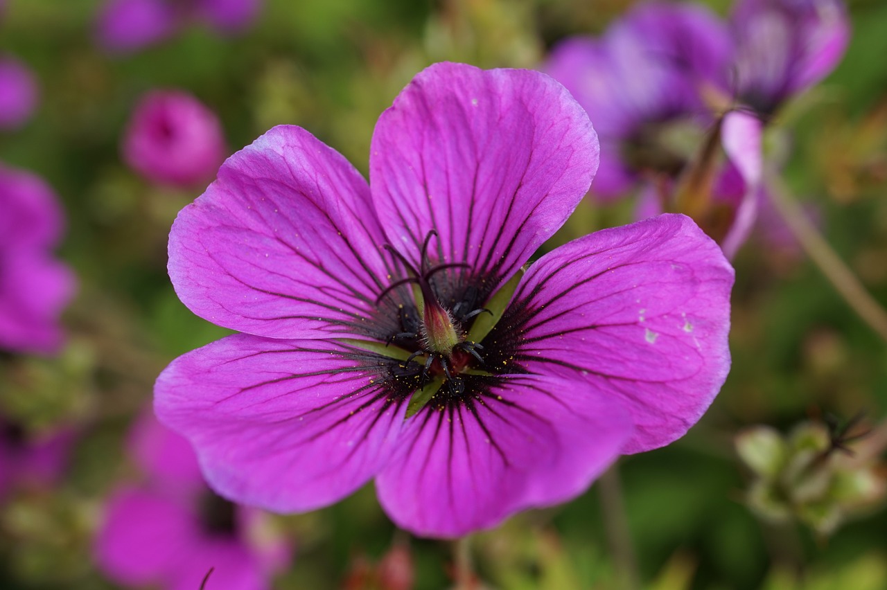 Cranebill, Žiedas, Žydėti, Gėlė, Violetinė, Uždaryti, Gamta, Flora, Vasara, Nemokamos Nuotraukos