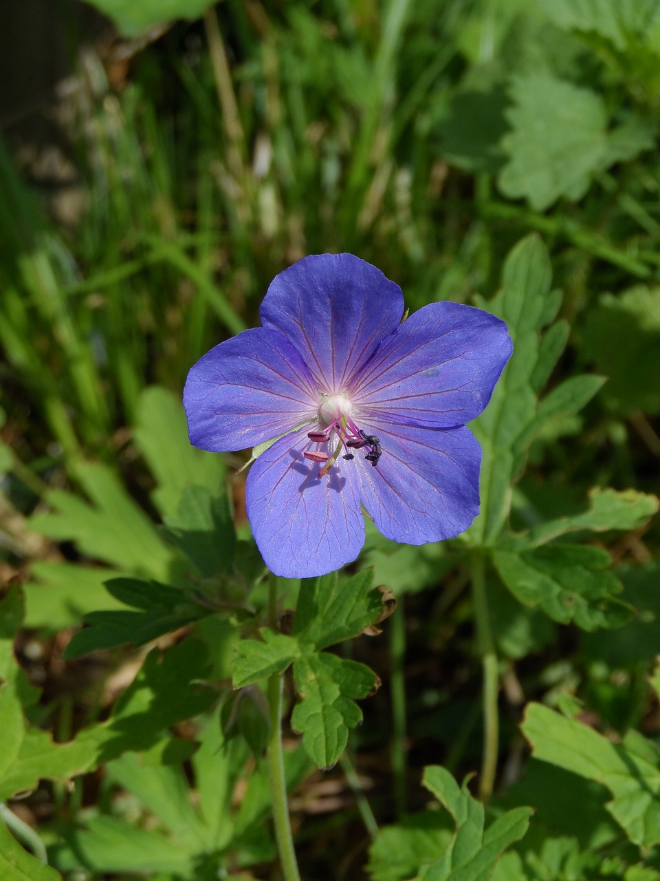 Cranebill, Geranium Rozanne, Mėlynas, Violetinė, Krūmas, Geranium, Geraniaceae, Krautig, Gėlė, Žydėti