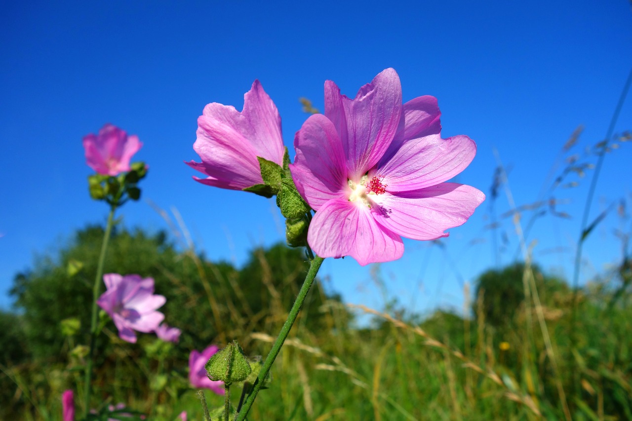 Cranebill, Pjovimo Kranai, Gėlė, Geranium, Augalas, Žiedas, Žiedlapis, Tvirtas, Vasaros Sezonas, Nemokamos Nuotraukos