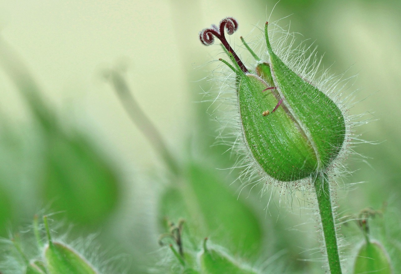 Cranebill, Žiedas, Žydėti, Augalas, Gėlė, Gamta, Žydėjo, Antspaudas, Pistil, Plaukuotas