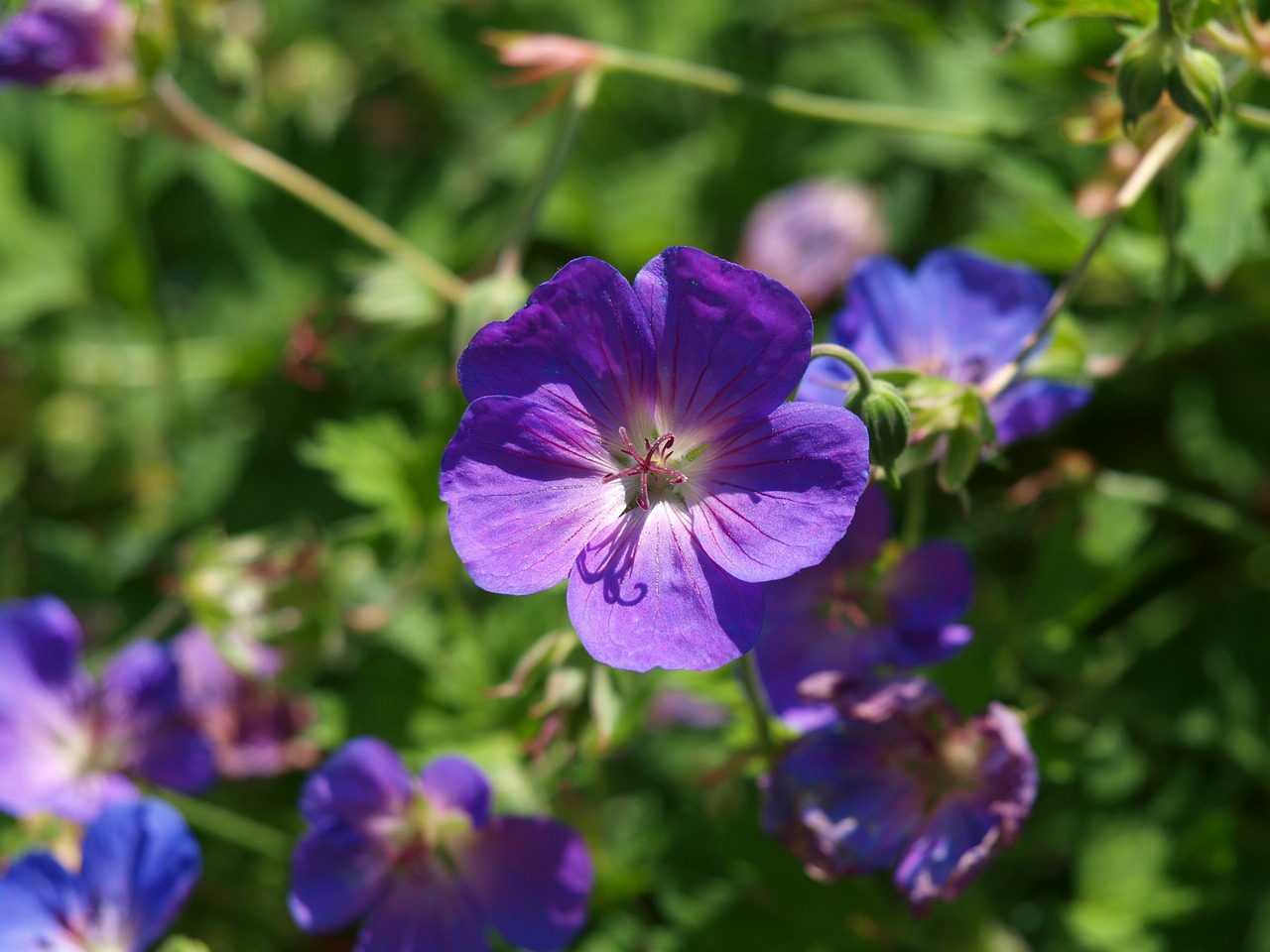 Cranebill, Violetinė, Žiedas, Žydėti, Grand Geranium, Geranium Greenhouse, Geranium Platypetalum, Žemės Danga, Geranium Hibridas, Sodo Augalas