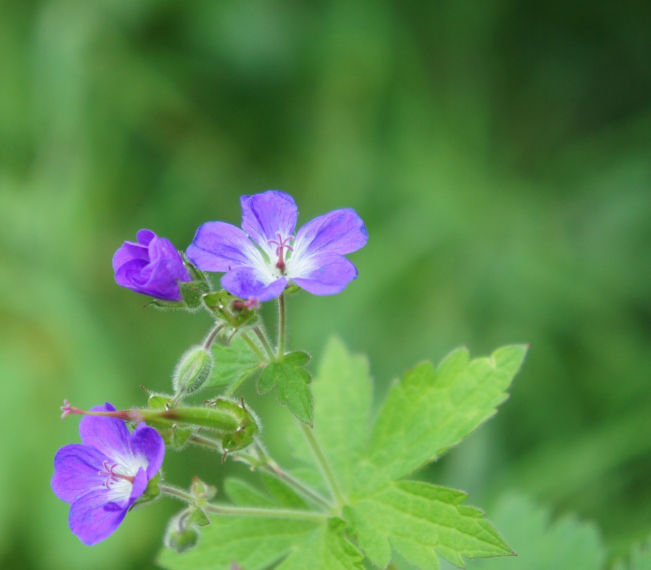 Cranebill, Gėlė, Geranium Maculatum, Laukiniai, Augalas, Minkštas, Žalias, Lauke, Nemokamos Nuotraukos,  Nemokama Licenzija