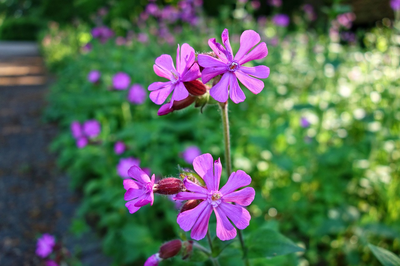 Snapučių,  Gėlė,  Augalų,  Žiedas,  Snaputiniai,  Žolė-Robert,  Raudona Robin,  Mirtis Ateinu,  Storksbill,  Lapė Pelargonija