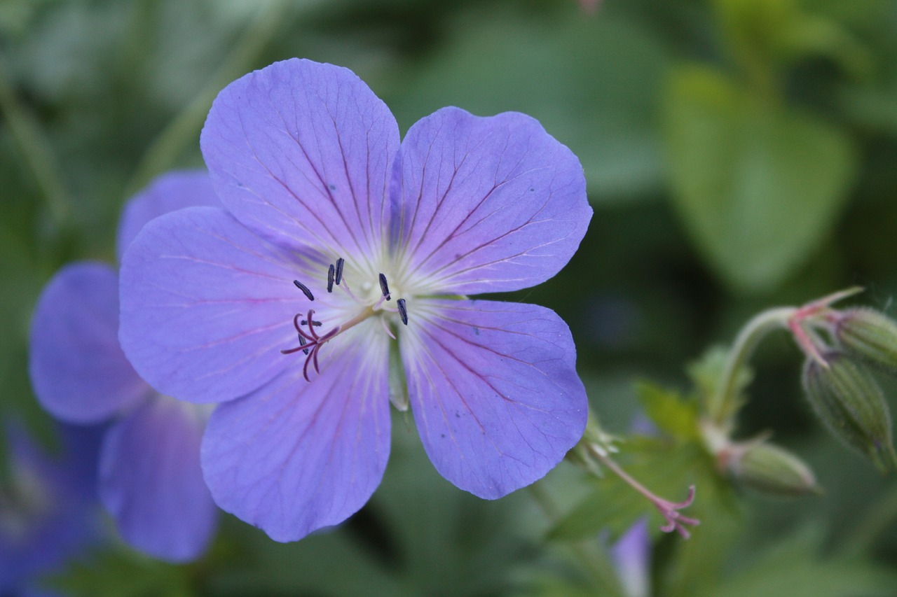 Snapučių,  Geranium,  Pieva Snapučių,  Pelargonija Pratense,  Gėlė,  Pobūdį,  Žiedas,  Žydi,  Iš Arti,  Mėlyna