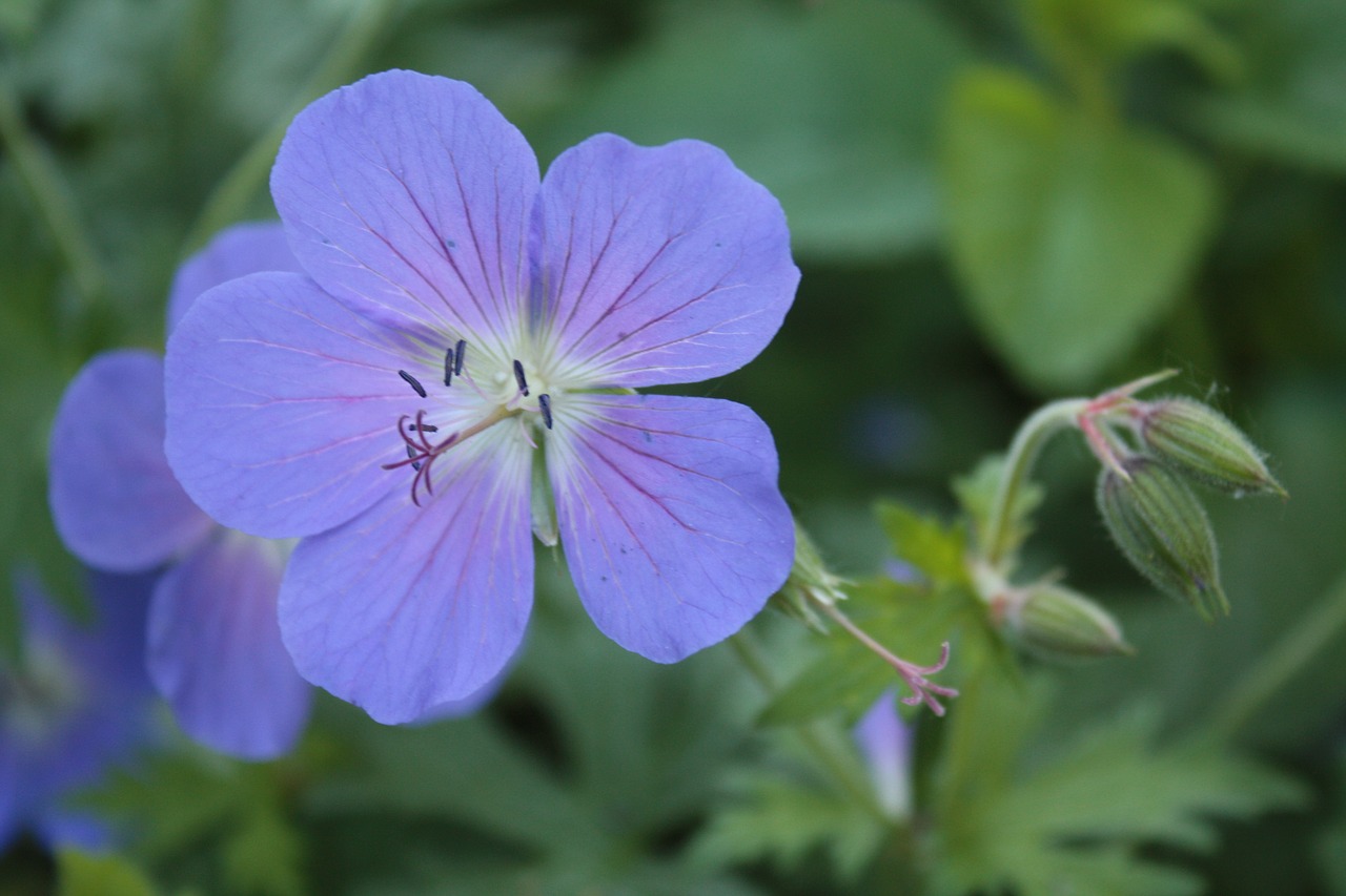 Snapučių,  Geranium,  Pieva Snapučių,  Pelargonija Pratense,  Gėlė,  Pobūdį,  Žiedas,  Žydi,  Iš Arti,  Mėlyna