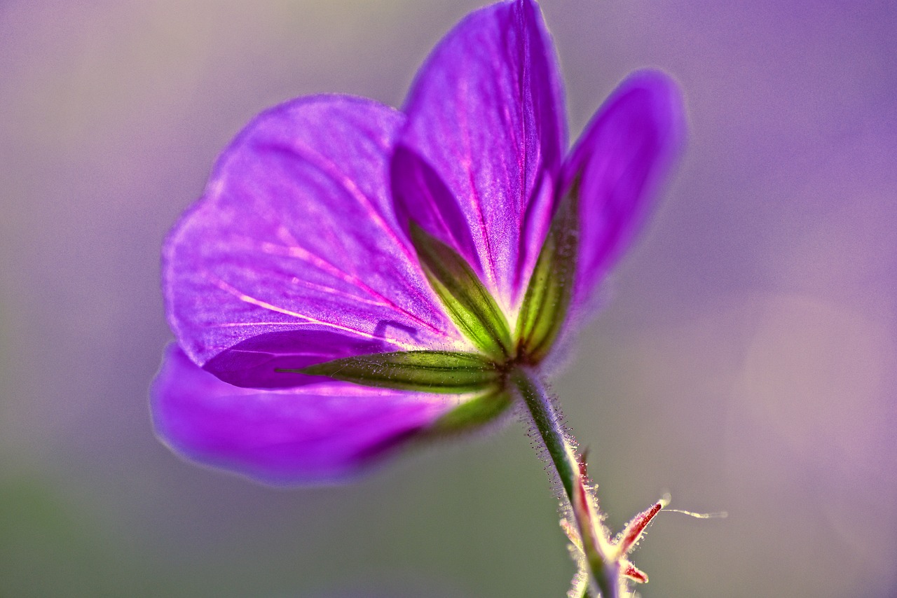 Snapučių,  Geranium,  Miškinis Snaputis,  Gėlė,  Augalų,  Žiedas,  Pavasaris,  Vasara,  Violetinė,  Pobūdį