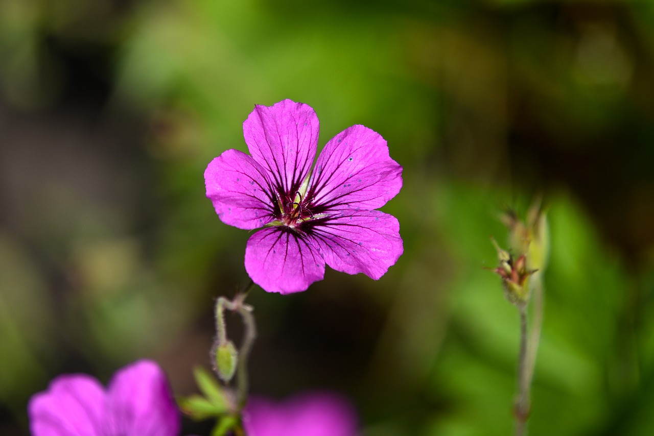 Snapučių,  Geranium,  Gėlė,  Augalų,  Žydi,  Vasarą Žydi,  Sodas, Nemokamos Nuotraukos,  Nemokama Licenzija