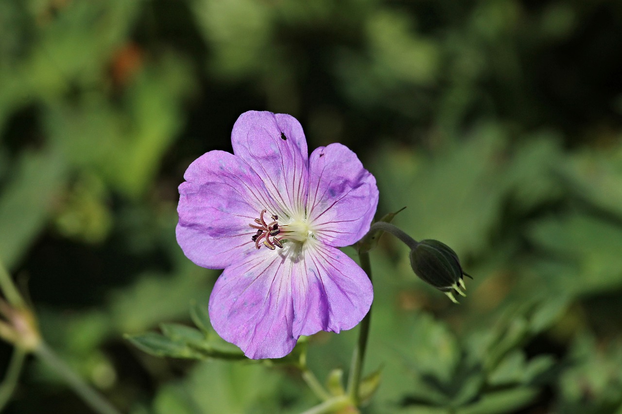 Snapučių,  Geranium,  Hibridinių,  Žiedas,  Žydi,  Gėlė,  Violetinė,  Pelargonija Šiltnamio Efektą Sukeliančių,  Sodo Augalų,  Kuokelių