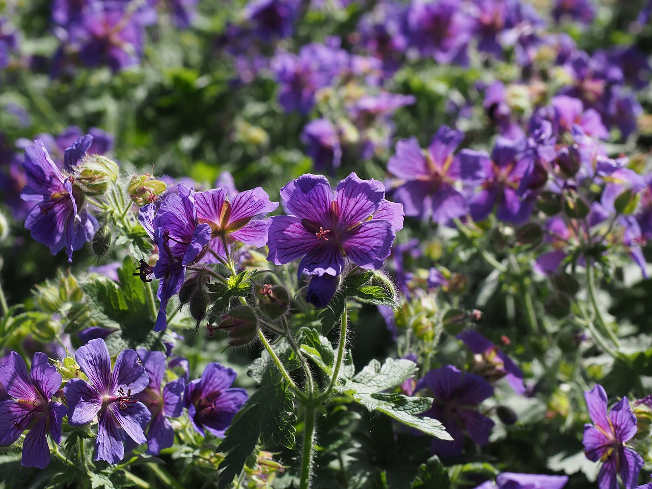 Cranebill, Gėlė, Žiedas, Žydėti, Geranium Greenhouse, Dekoratyvinis Augalas, Violetinė, Nemokamos Nuotraukos,  Nemokama Licenzija