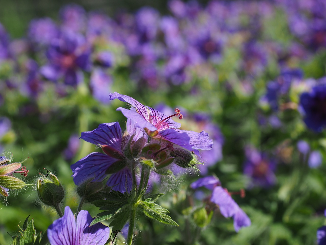 Cranebill, Gėlė, Žiedas, Žydėti, Geranium Greenhouse, Dekoratyvinis Augalas, Violetinė, Nemokamos Nuotraukos,  Nemokama Licenzija