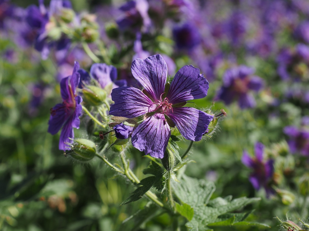 Cranebill, Gėlė, Žiedas, Žydėti, Geranium Greenhouse, Dekoratyvinis Augalas, Violetinė, Nemokamos Nuotraukos,  Nemokama Licenzija