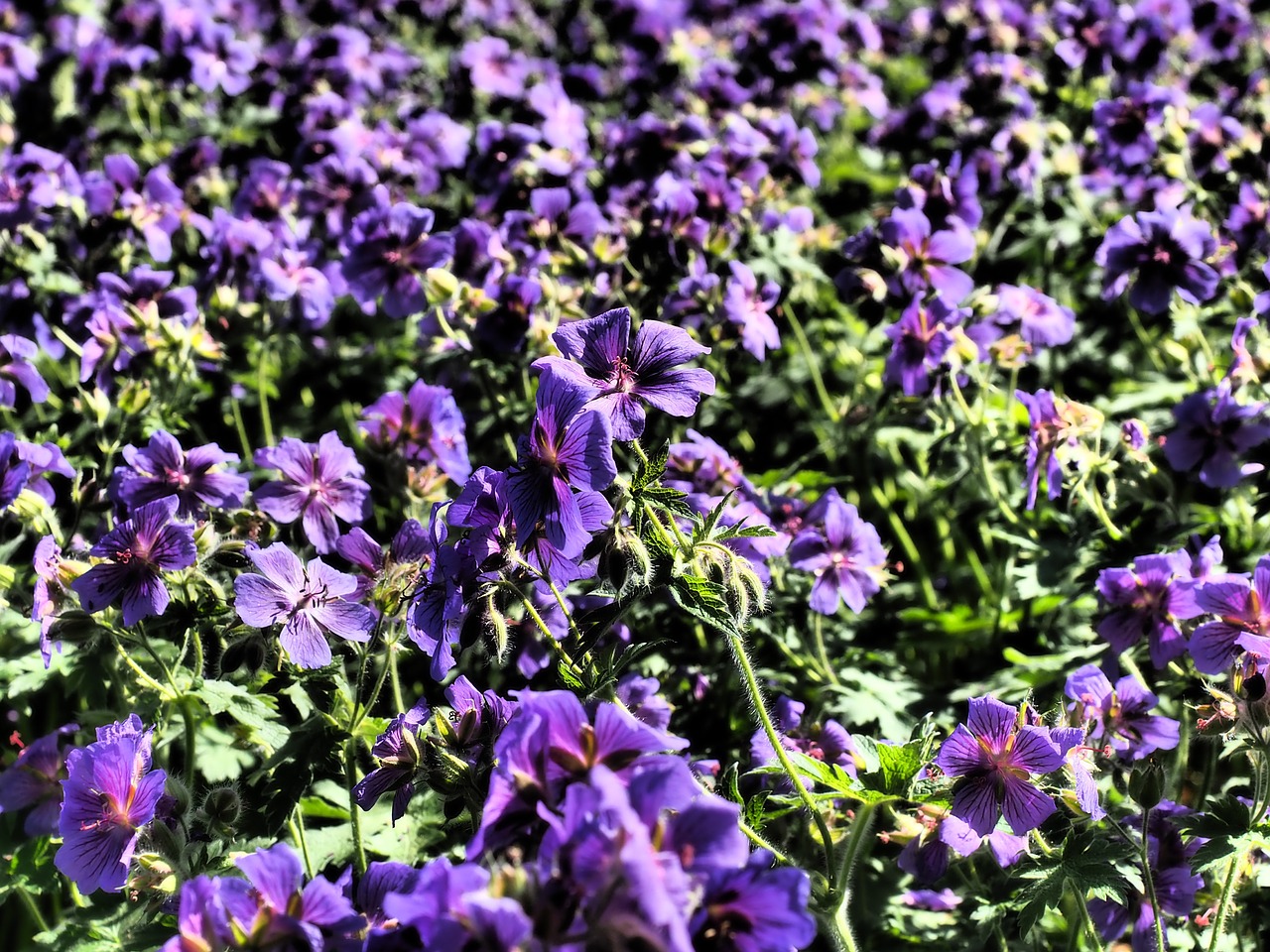 Cranebill, Gėlė, Žiedas, Žydėti, Geranium Greenhouse, Dekoratyvinis Augalas, Violetinė, Nemokamos Nuotraukos,  Nemokama Licenzija