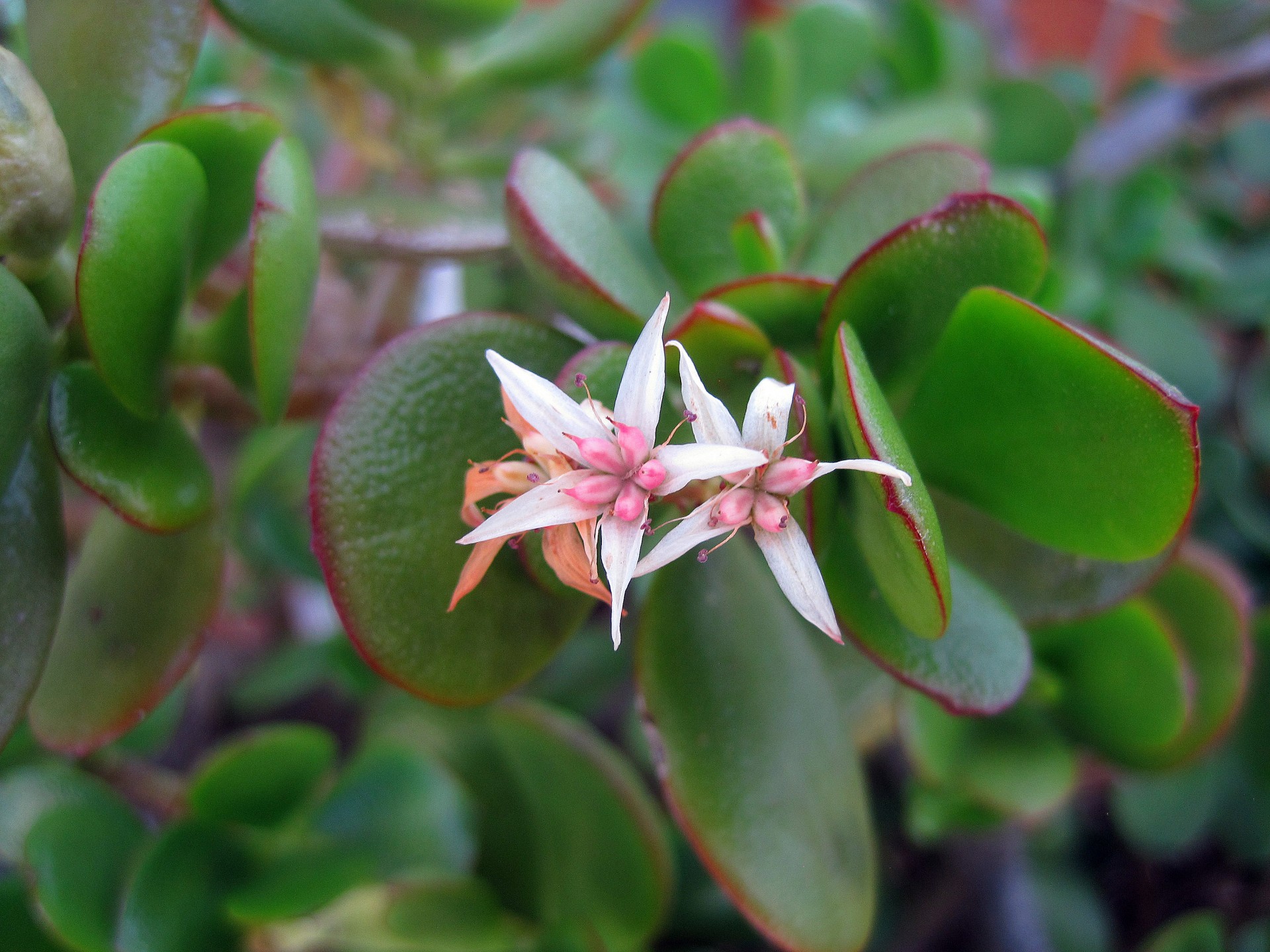 Gėlės,  Rožinis,  Skanėsto,  Crassula,  Crassula Sultingi Gėlės, Nemokamos Nuotraukos,  Nemokama Licenzija