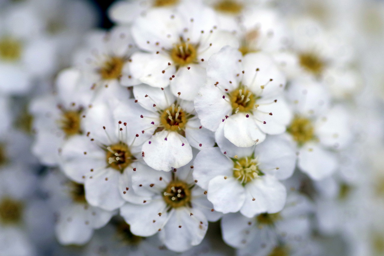 Crataegus, Gėlė, Balta, Nepilnametis, Gėlės, Tuti, Rožinis, Krūmas, Makro, Žydi