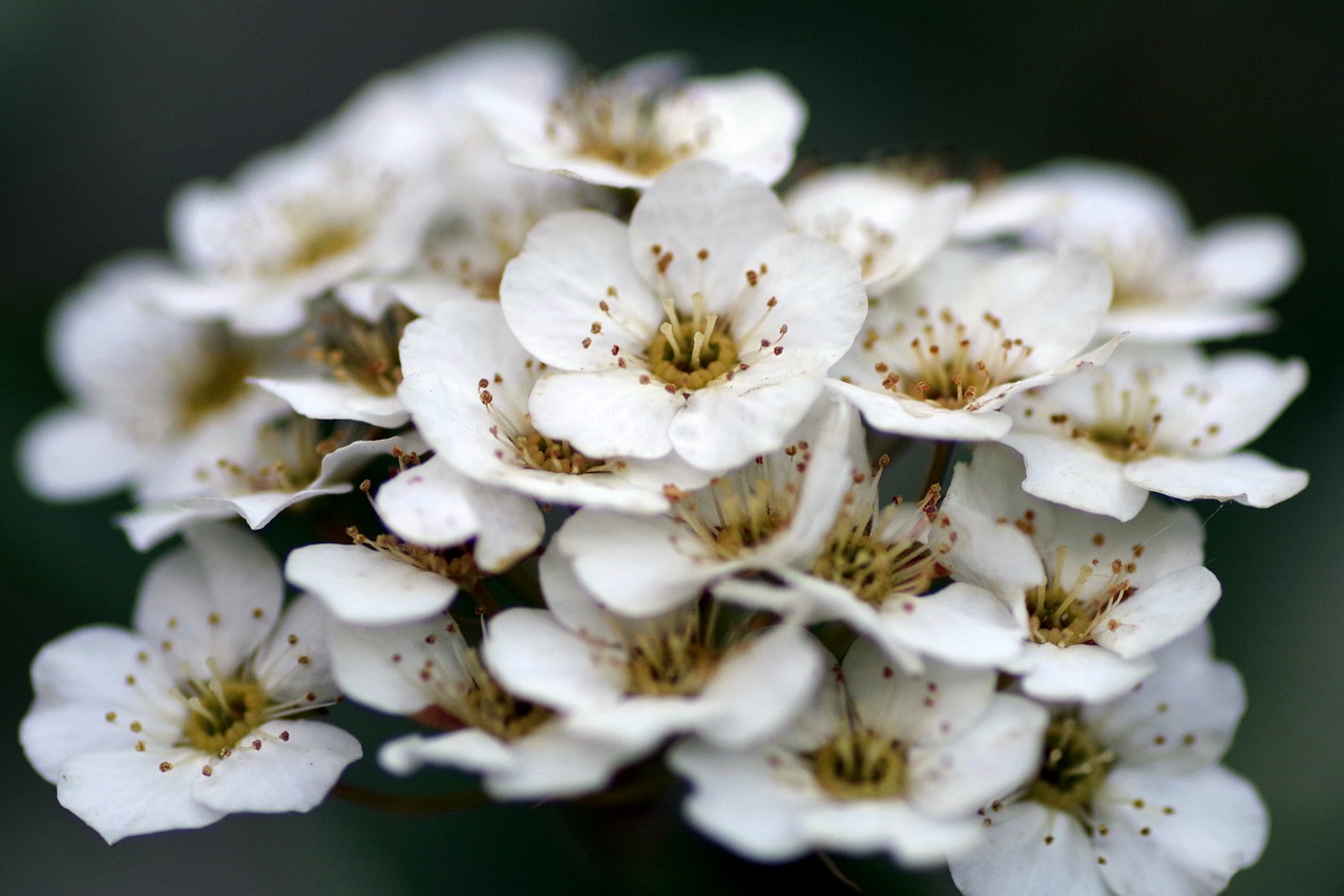 Crataegus, Gėlė, Balta, Nepilnametis, Gėlės, Tuti, Rožinis, Krūmas, Makro, Žydi