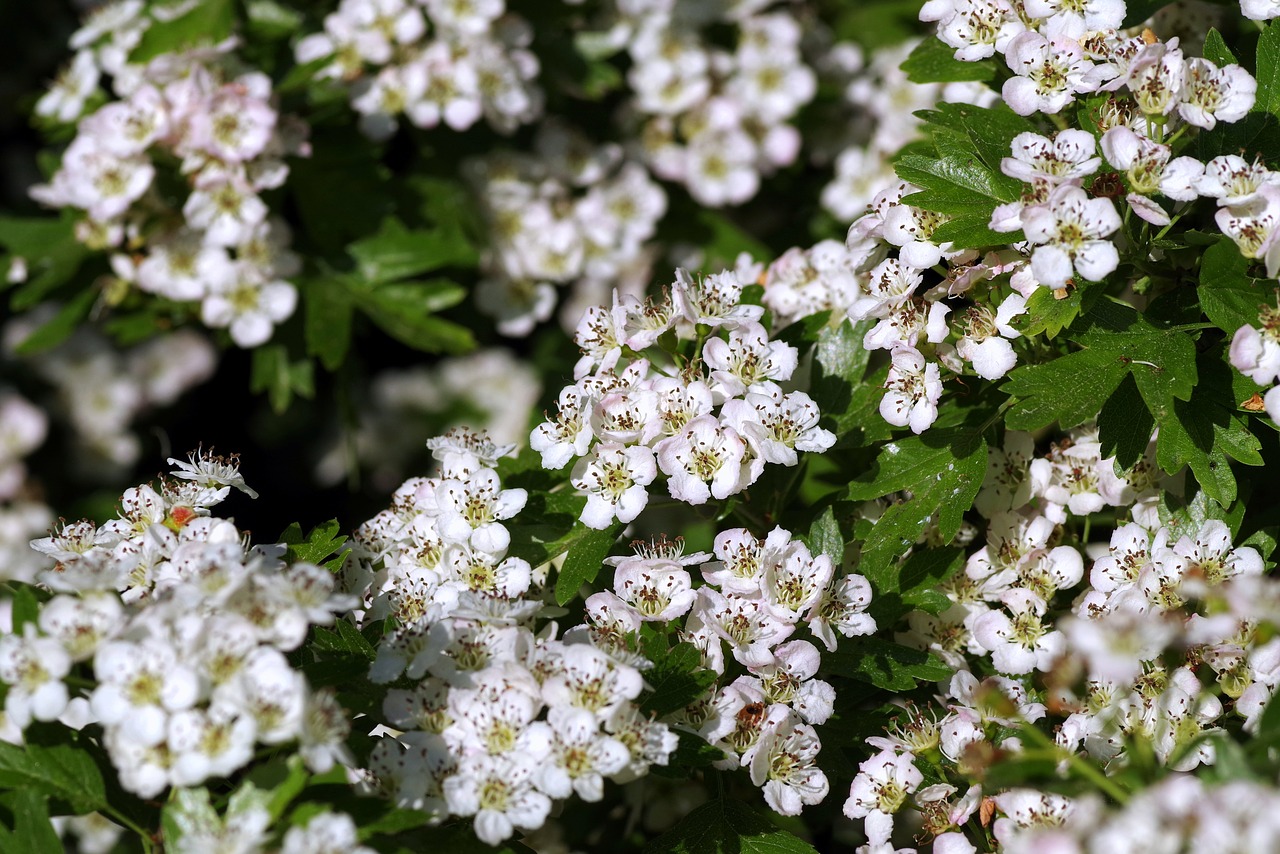 Crataegus, Gėlės, Krūmas, Žydi, Nepilnametis, Balta, Grietinėlė, Rožinis, Žydėjantis Gudobelis, Pavasaris