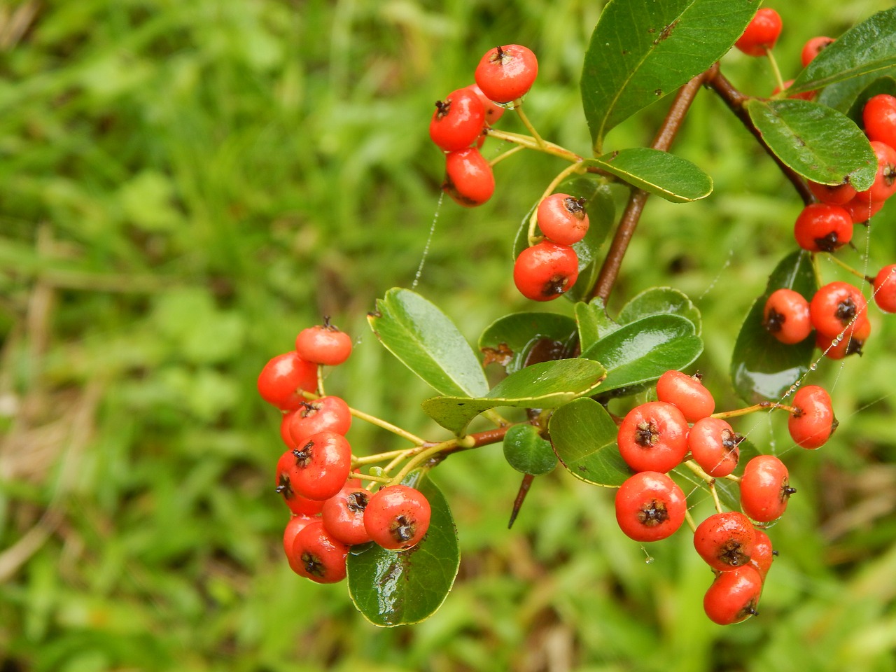 Crataegus, Augalas, Laukiniai, Uogos, Raudona, Nemokamos Nuotraukos,  Nemokama Licenzija