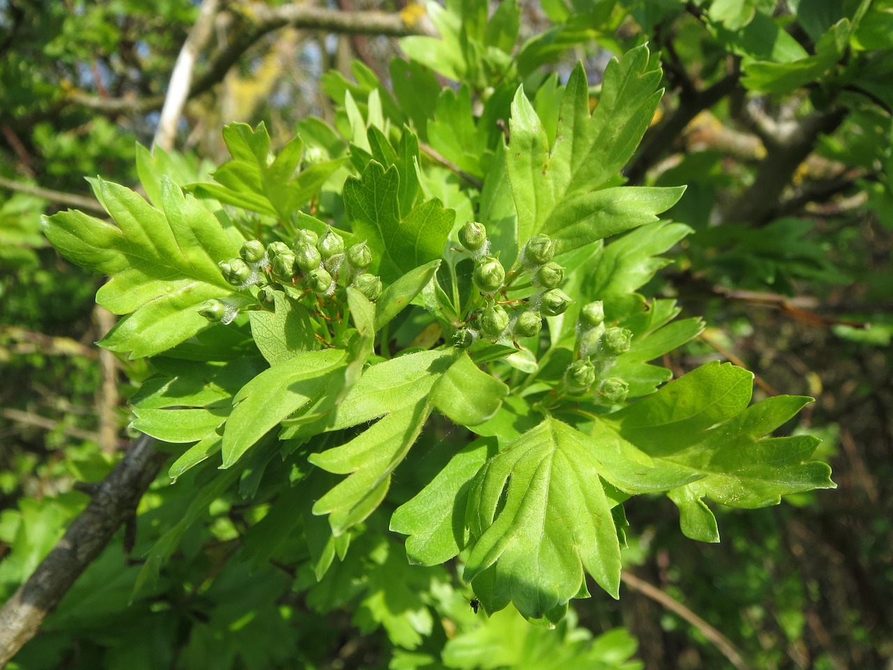 Crataegus Monogyna, Bendras Gudobelis, Vienkartiniai Gudobeliai, Gegužė, Mayblossom, Griuvėsiai, Greito Grietinėlė, Whitethorn, Motinystė, Haw