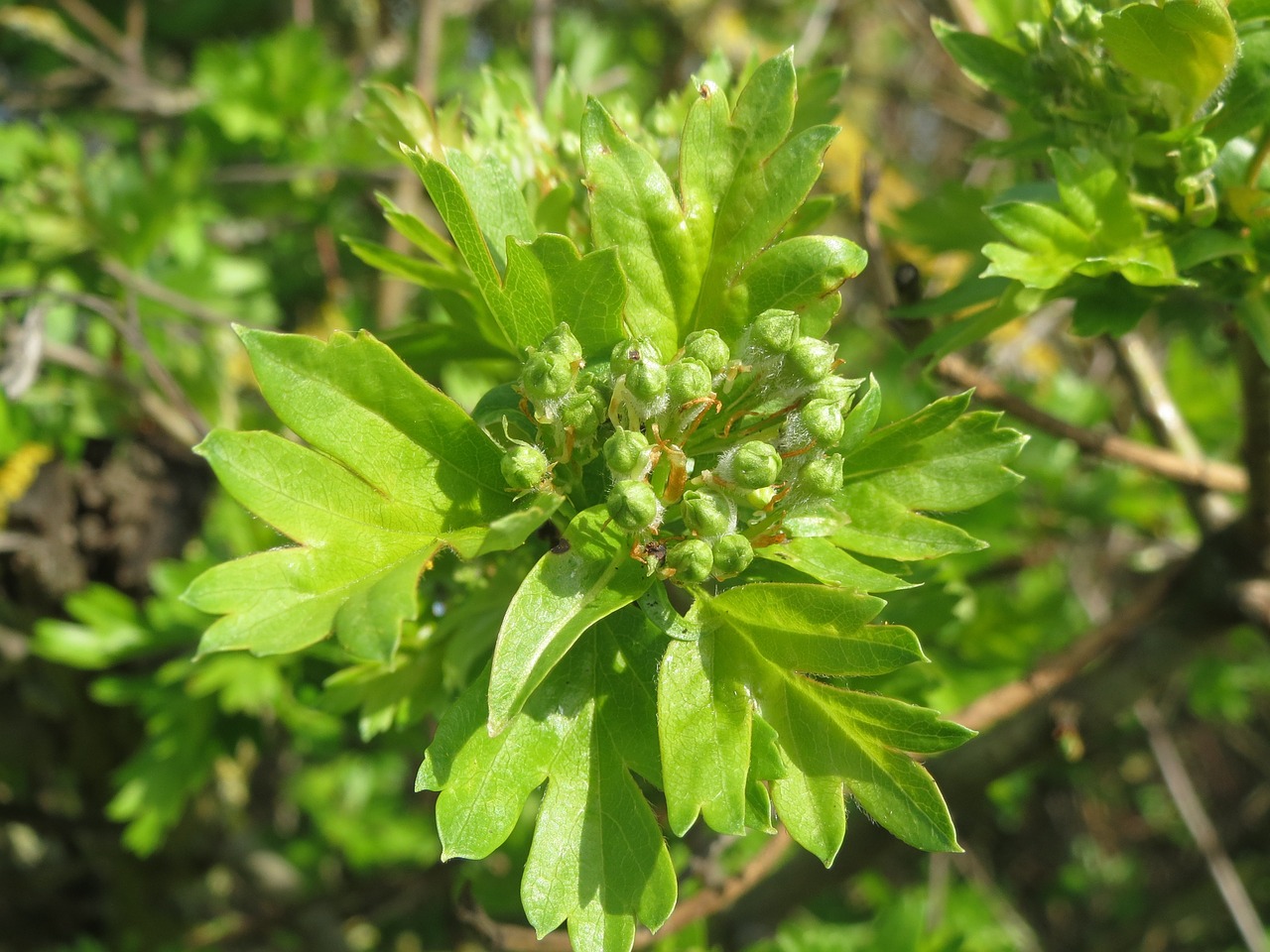 Crataegus Monogyna, Bendras Gudobelis, Vienkartiniai Gudobeliai, Gegužė, Mayblossom, Griuvėsiai, Greito Grietinėlė, Whitethorn, Motinystė, Haw