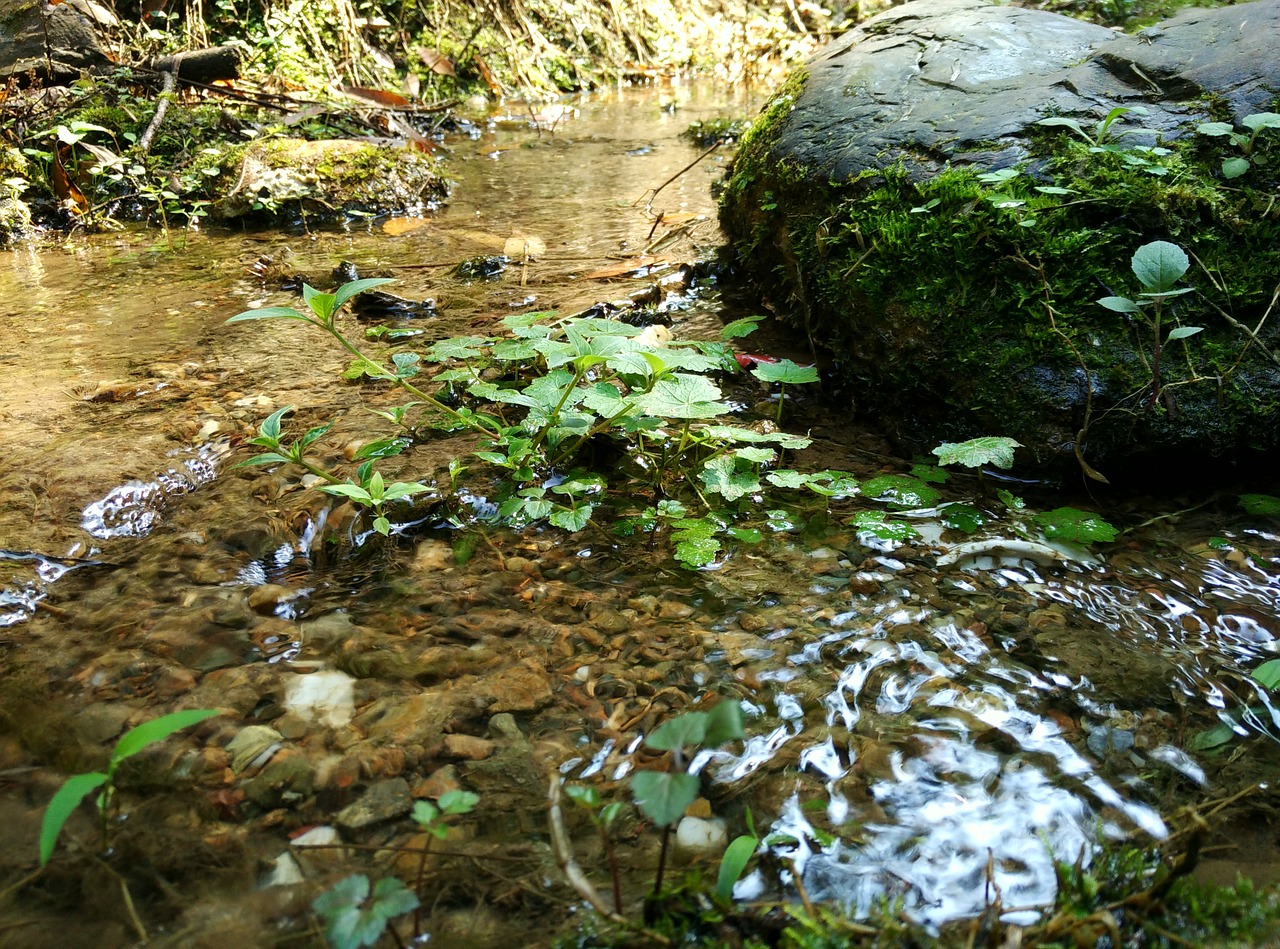 Upelis, Samanos, Begantis Vanduo, Upė, Vandens Srautas, Pavasaris, Miškai, Nemokamos Nuotraukos,  Nemokama Licenzija