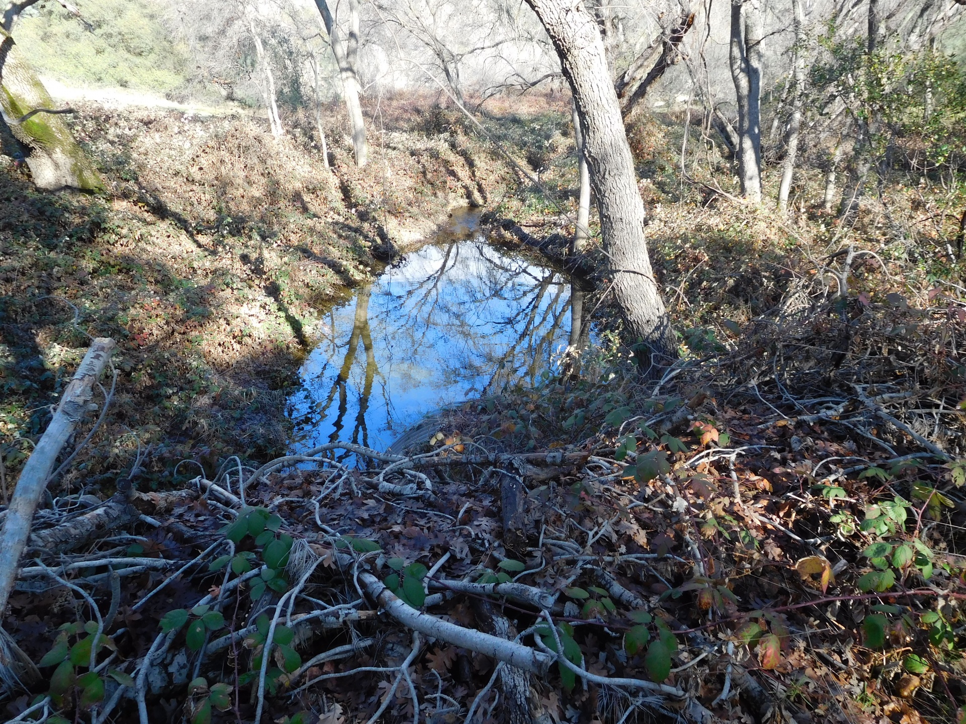 Upelis,  Srautas,  Uraganas,  Medžiai,  Dykuma,  Creek View Browns Gravey, Nemokamos Nuotraukos,  Nemokama Licenzija