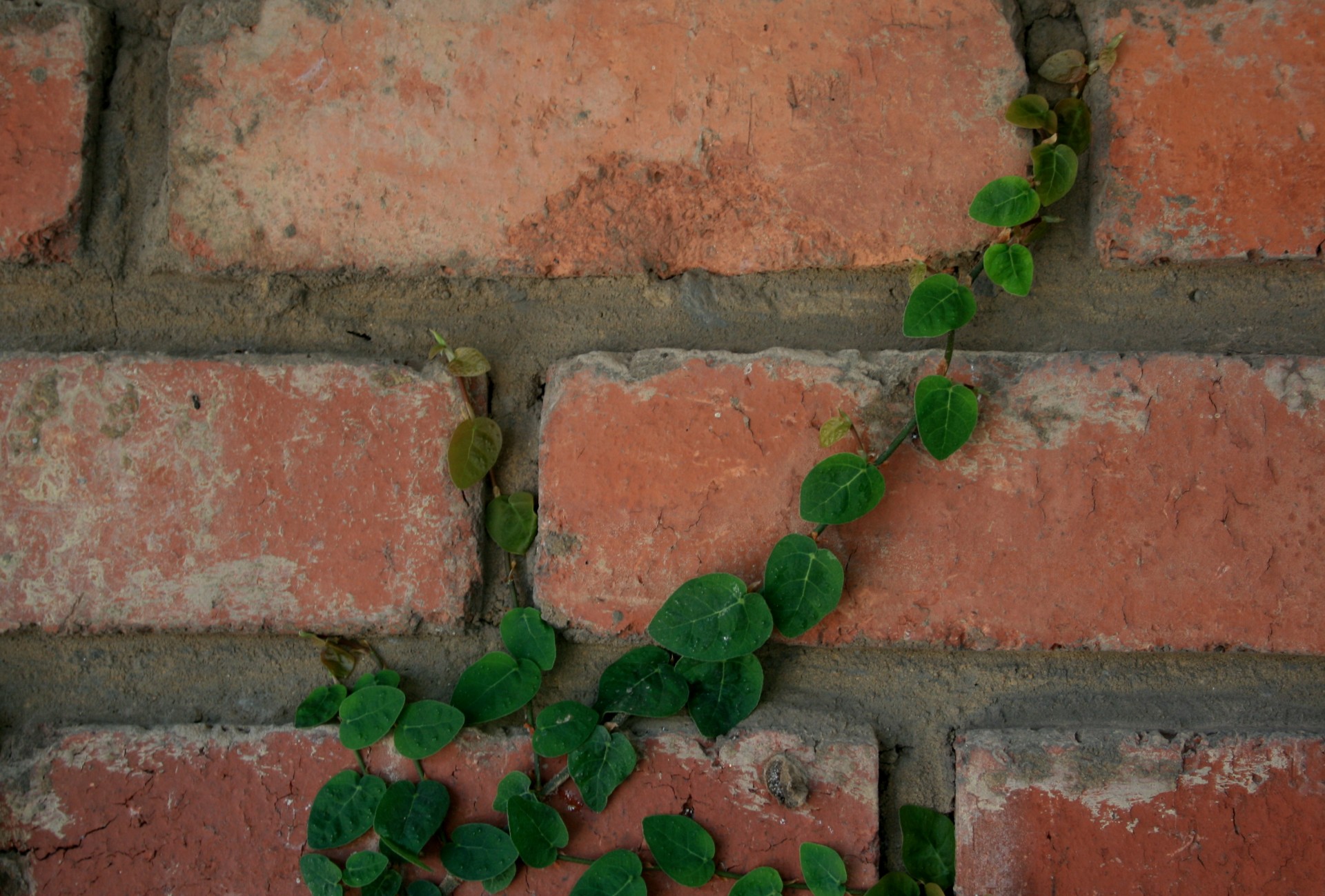 Creeper,  Alpinistas,  Tendril,  Žalias,  Šakojimas,  Siena,  Raudona,  Plyta,  Creeper Prilipęs Prie Sienos, Nemokamos Nuotraukos