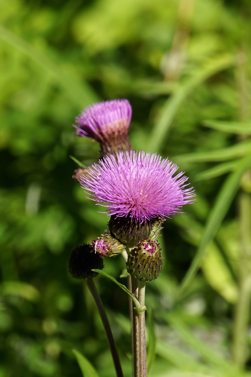 Šliaužiantis Dykumas, Drakonas, Laukinės Vasaros Spalvos, Violetinė, Nemokamos Nuotraukos,  Nemokama Licenzija