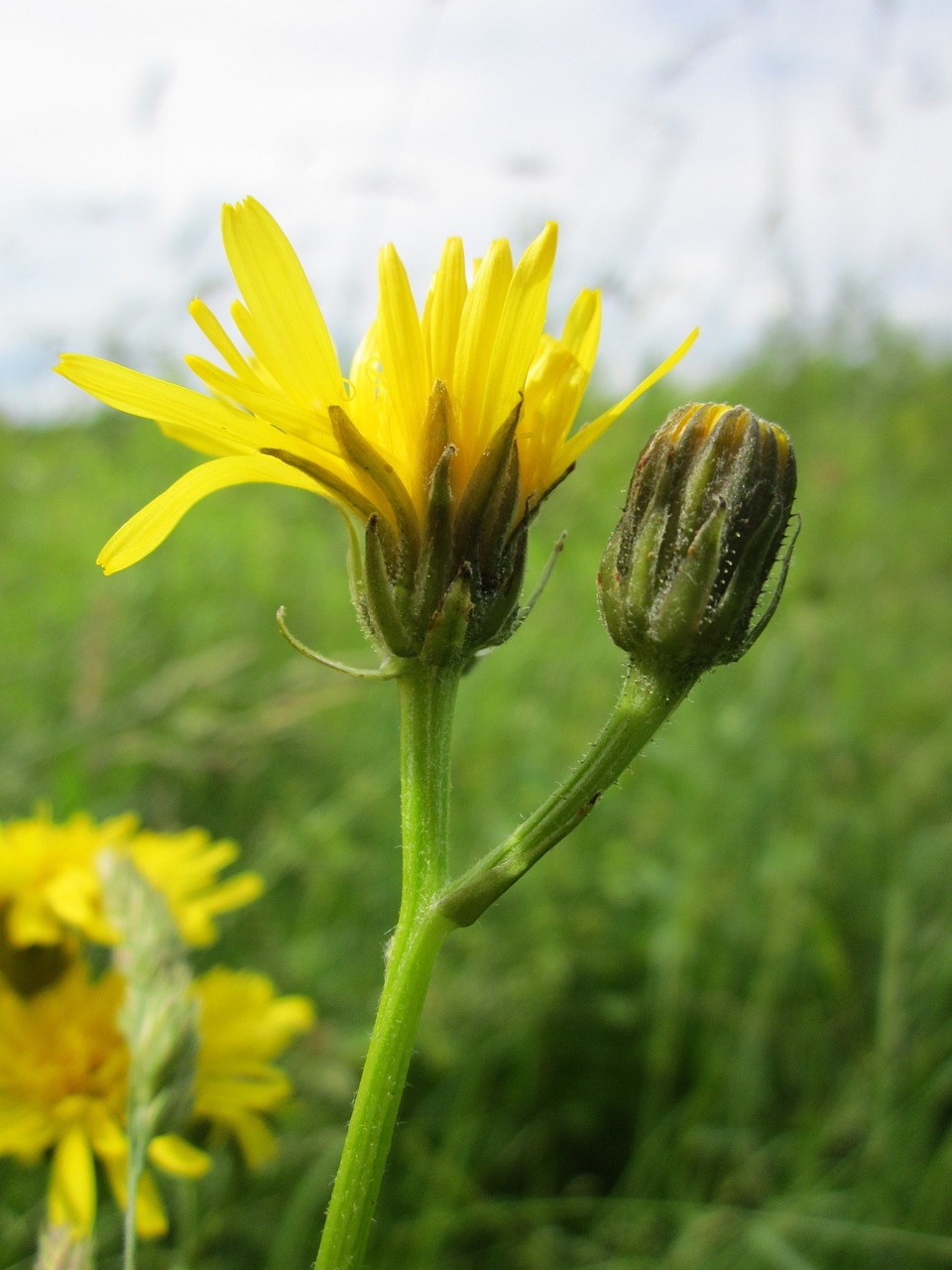 Crepis Biennis,  Neapdorota Kiaugutė,  Wildflower,  Gėlių,  Žiedynas,  Botanika,  Augalas,  Rūšis, Nemokamos Nuotraukos,  Nemokama Licenzija