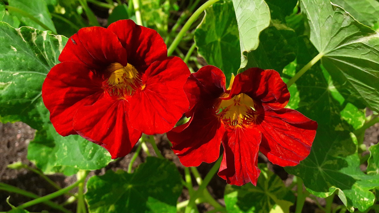 Kresas, Krasseblommor, Krasseblomma, Oranžinė, Oranžinė Gėlė, Oranžinės Gėlės, Gėlė, Blomsterkrasse, Vasara, Augalas